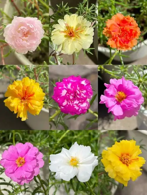 太阳花重瓣太阳花