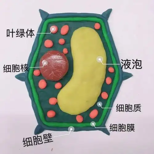 让研究真实发生——七年级steam素质拓展项目之"有趣的细胞模型"