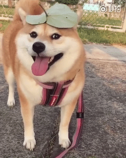 (宠物柴犬狗狗) 哈哈哈哈,小肥柴狗狗笑起来真的超可爱的!