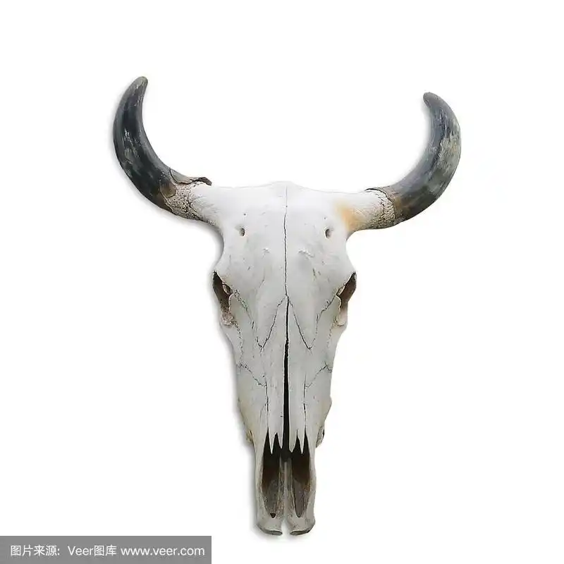 白色背景上的牛骷髅头