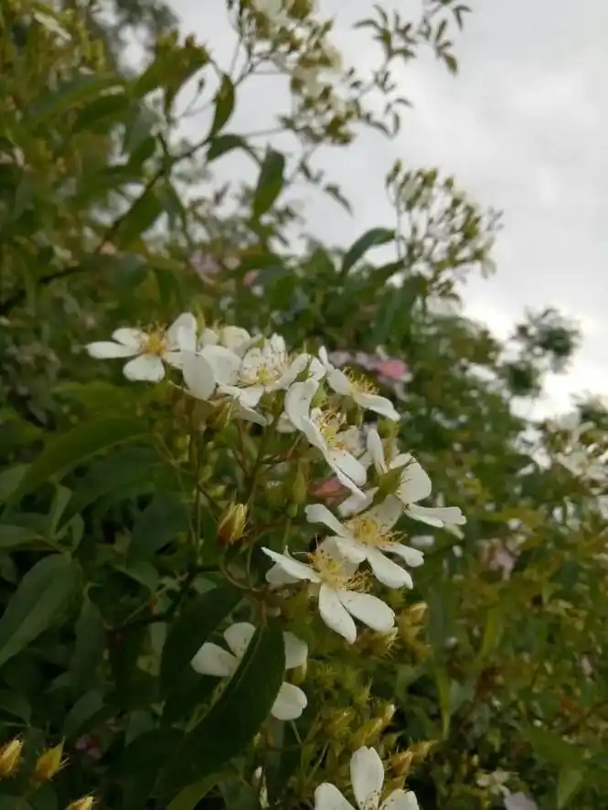 山木香老桩,喜欢的来盘它,一个也是批发价 - 抖音