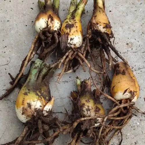 荞麦叶大百合 水百合 庭院花卉,盆栽绿植--爱鉴花 智能清新生活