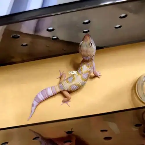 川普白化日蚀迷甜甜圈豹纹守宫