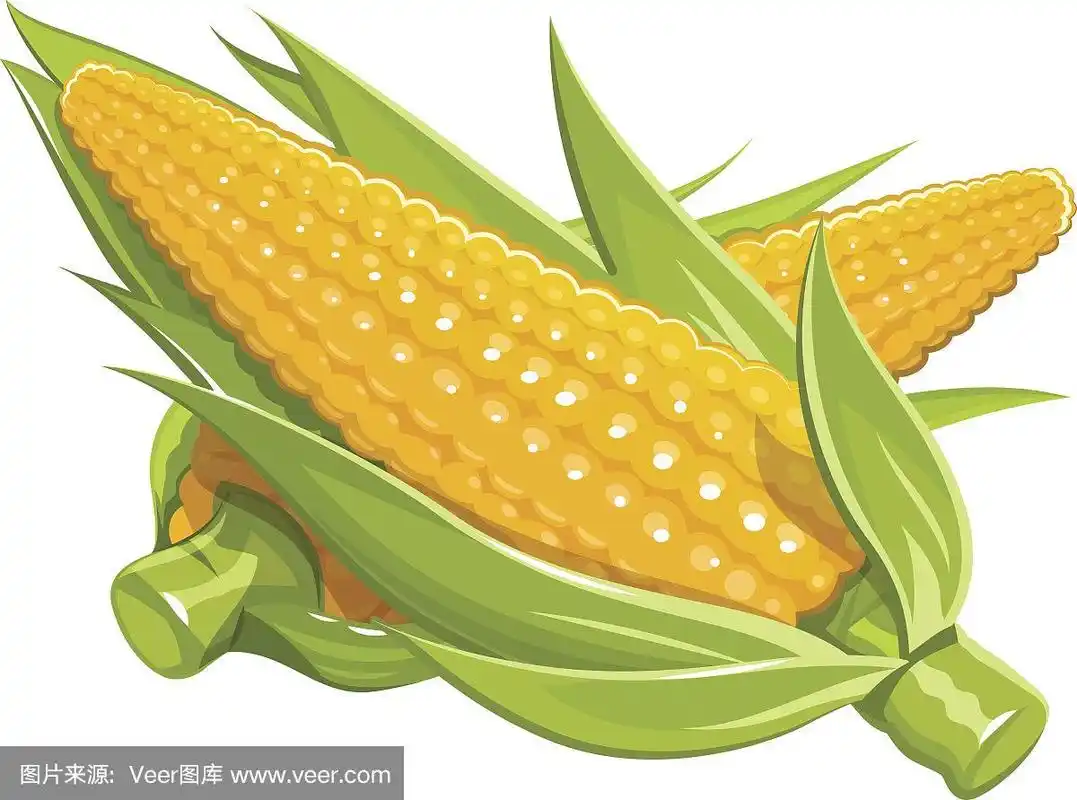 玉米矢量插图eps10孤立的白色背景