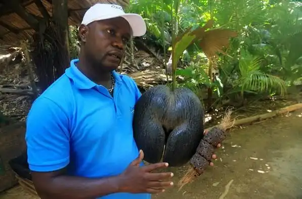 海椰子的果实可达30公斤,是目前已知世界上最大的植物果实.