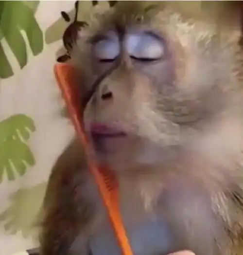 不管怎么看,总是能从这只猴子的表情中想起那些避世的佛系男子,看看这