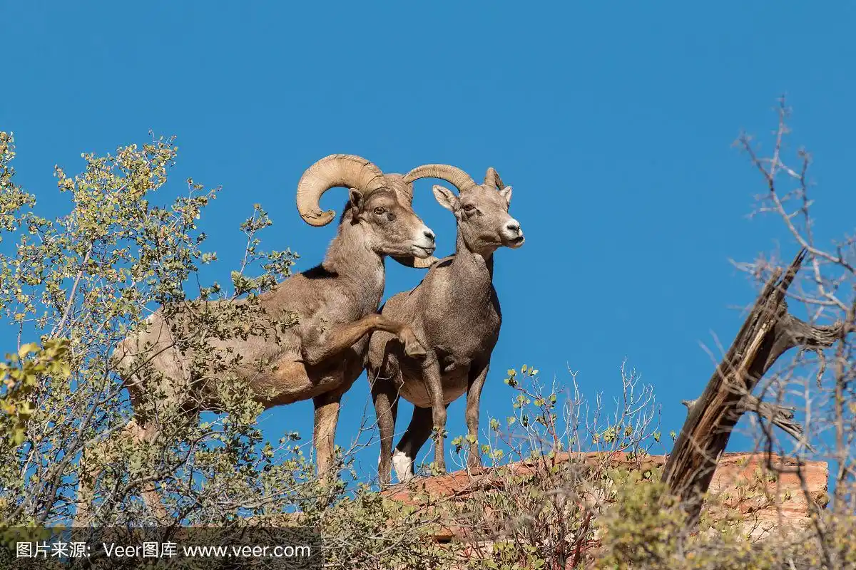 沙漠大角母羊和公羊