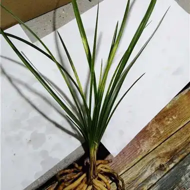 蕙兰变形草3苗 - 中国兰花交易网