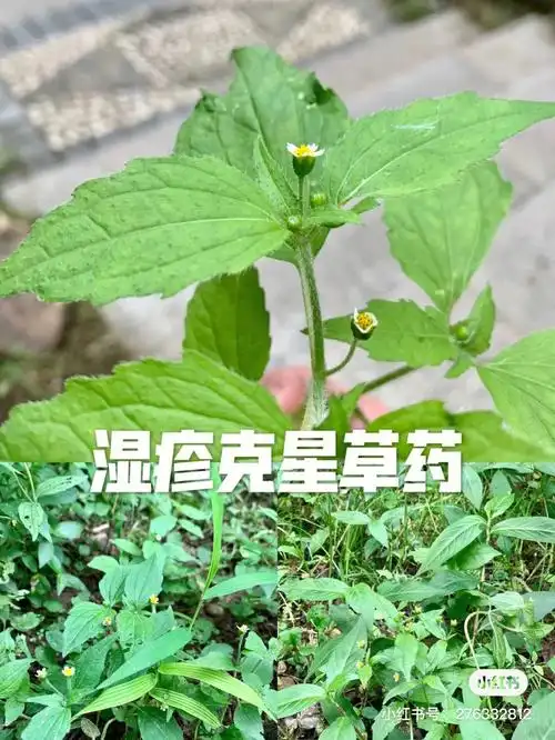 湿诊克星草药牛膝菊
