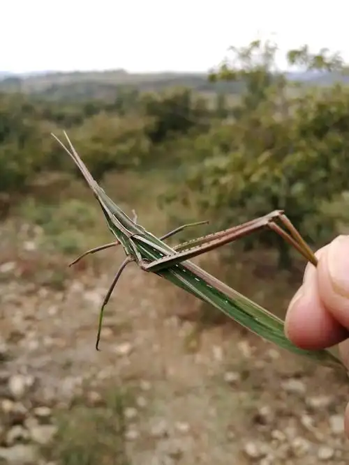 尖头蚱蜢,有的地方叫扁担勾子,我们叫双木甲(夹)