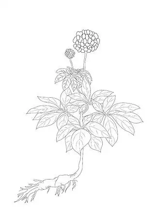 三七 i>中 /i>草 i>药 /i> i>中 /i> i>药 /i>线描图