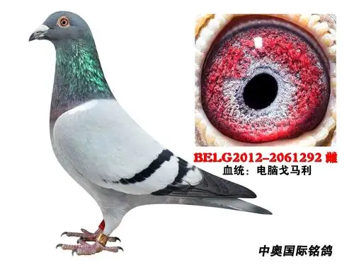 电脑戈马力原舍种雌 2061292