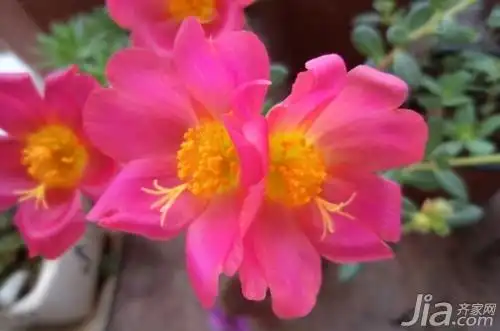 太阳花花语是什么 太阳花有哪些花语