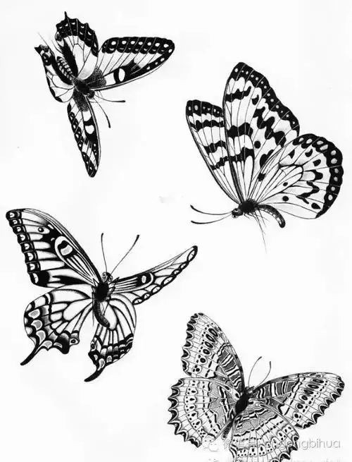 工笔蝴蝶线描画谱画画之必备临本