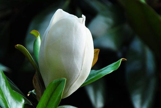 四季植物网 植物图谱 观花图谱 > 正文广玉兰是人们日常生活中常见的