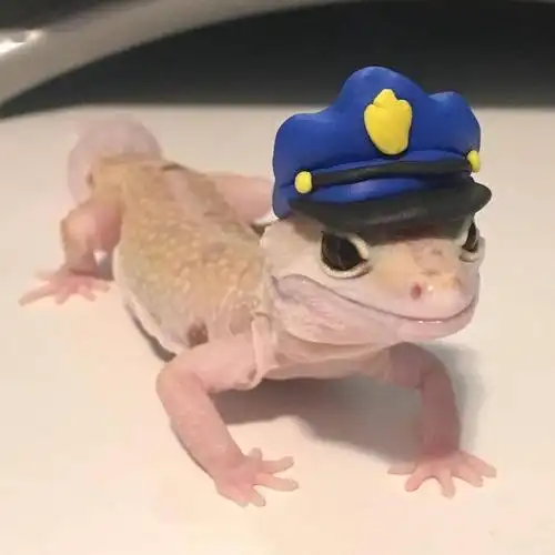 当豹纹守宫遇见艺术系"铲屎官",秒变造型百变的小可爱!