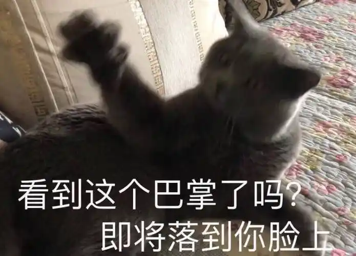 看到这个巴掌了吗,即将落到你脸上 - 猫星人表情包第十弹_猫咪_猫咪