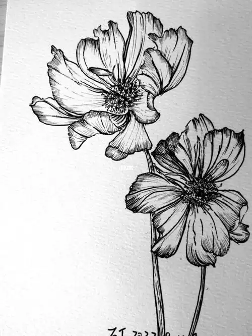 非洲菊附步骤图线描打卡93