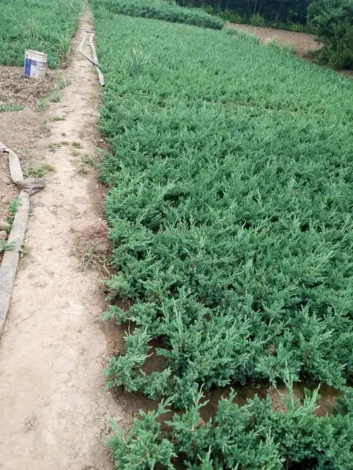 铺地柏出售列表