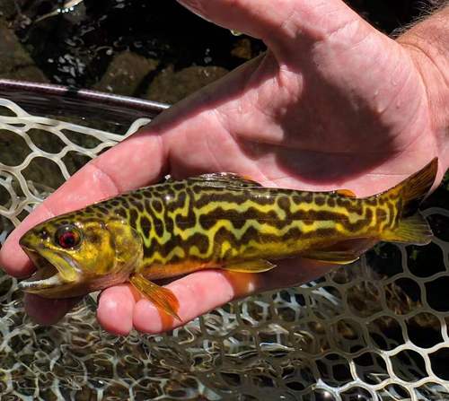 稀有品种虎鳟冷水鱼观赏鱼原生鱼小鱼活观赏鱼冷水观赏鱼淡水鱼