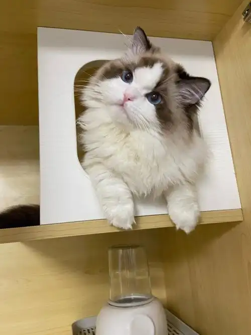 诚心买的在咨询～#布偶猫舍  #青岛猫舍  #布偶猫  #山双布偶