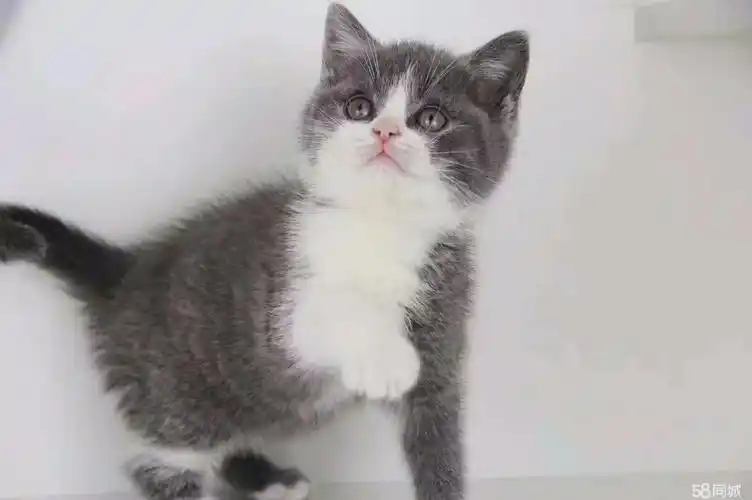 平顶山宠物 平顶山宠物猫 维扬宠物猫