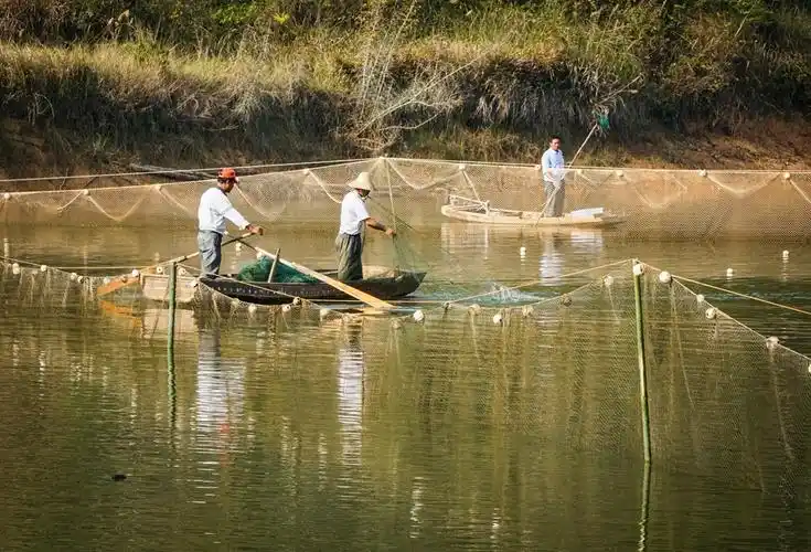 扶贫水产合作社育鱼肥