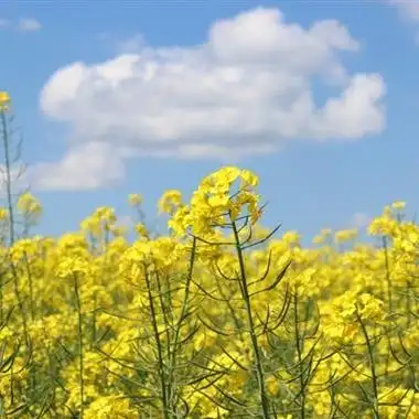 油菜花微信头像图片2021最新 微信头像图片大全 -【爱个性】