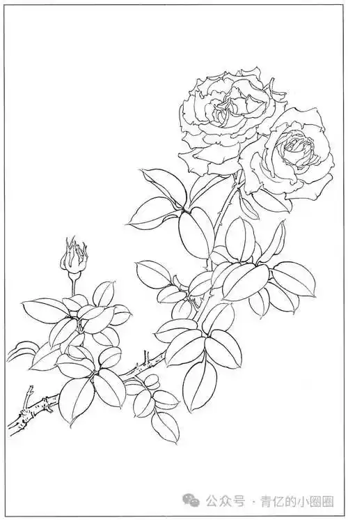 花鸟白描稿(月季)