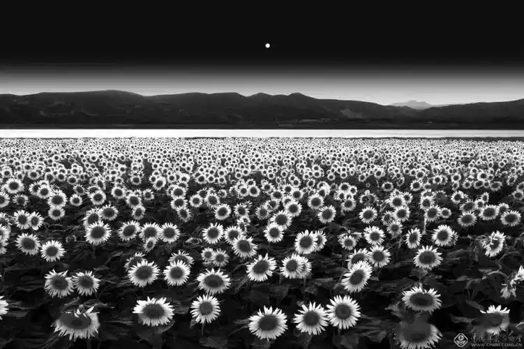 第28届全国摄影艺术展作品赏析艺术类作品单幅