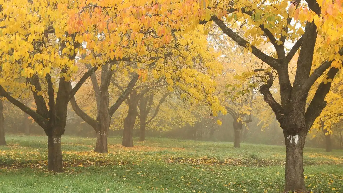 公园美景风光笔记本电脑桌面图片,分辨率为1920x1080
