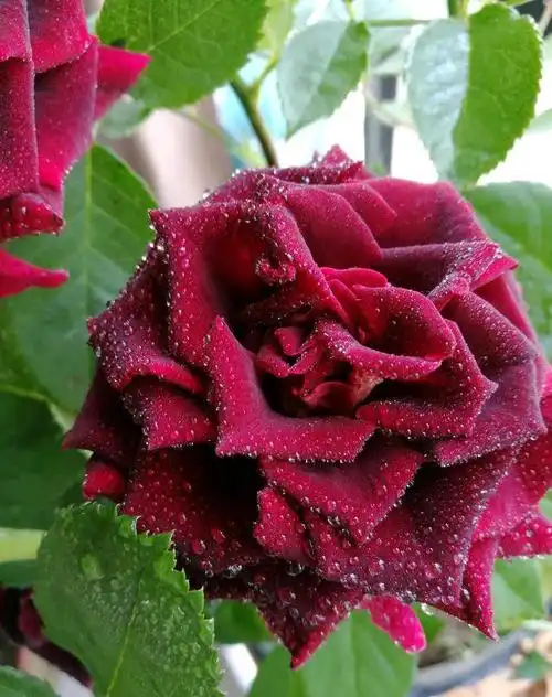 此花为世界上最黑的月季花,常被称作黑玫瑰,很少人知道