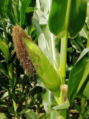 家乡的"老玉米" - 美篇