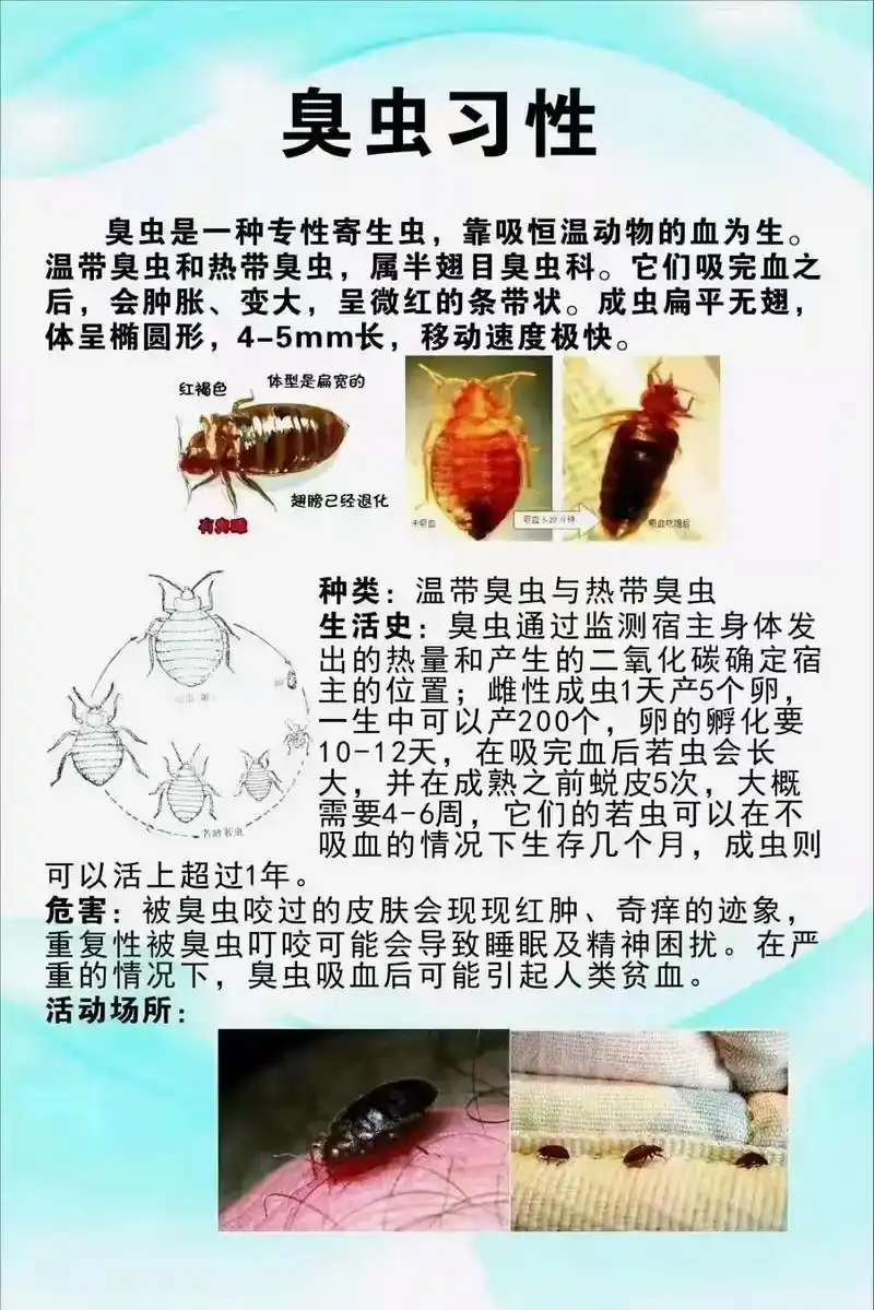 臭虫,也被称为木蚤,床虱或壁虱. 它们主要栖息于室内墙壁