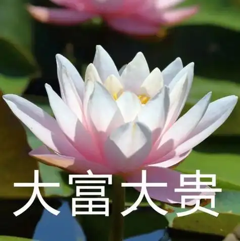 个性带花头像老年人 个性头像图片大全 -【爱个性】