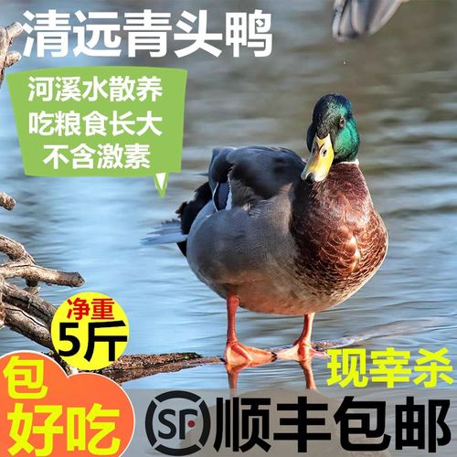 清远青头鸭农家散养五谷杂粮新鲜活物现宰不冷冻大个土麻鸭子正宗