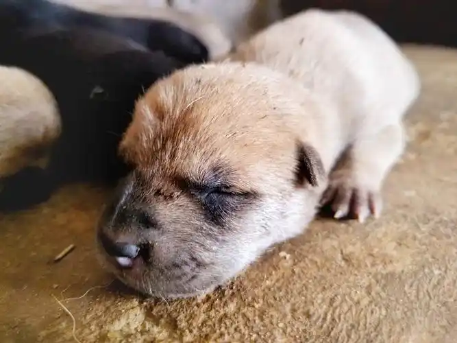 【摄影达人·xplay6】刚出生的小狗狗