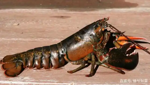 美洲螯龙虾