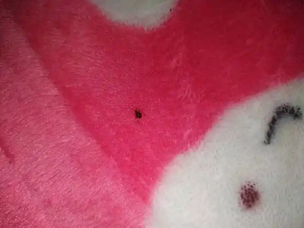 有人知道床上出现的小小的虫,家住六楼居民楼,对比了下网图又不像蜱虫