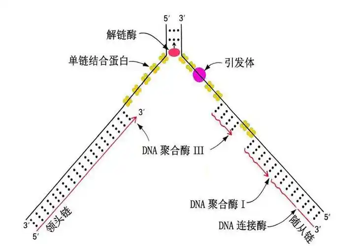 dna复制的特点是 dna的复制教案