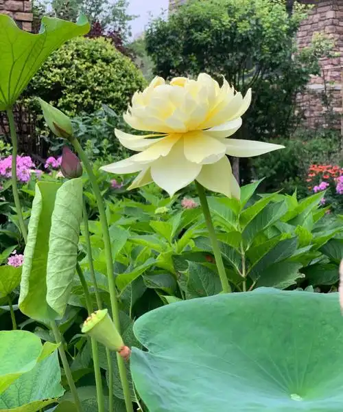 第五朵荷花盛开的模样