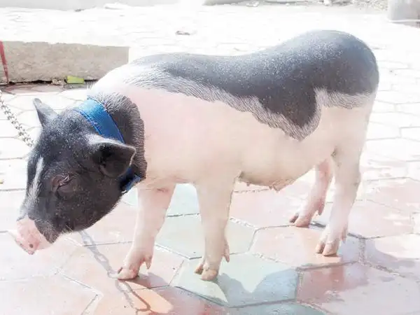 昨天溜溜时看见了一只宠物猪【附图】