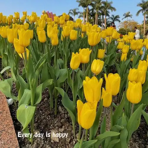 广州白云山云台花园郁金香花展