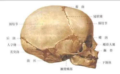新生儿颅 (外侧面观)