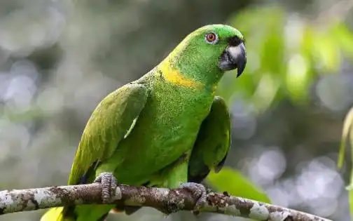 来看黄颈亚马逊鹦鹉是几级保护动物?