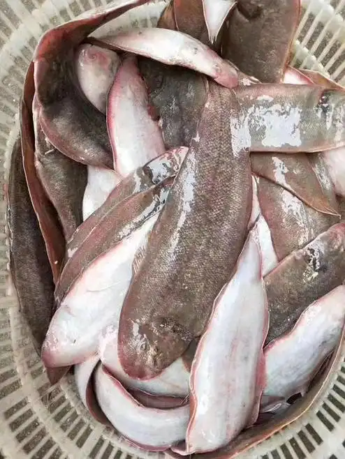 正宗野生龙利鱼新鲜冷冻冰鲜23条一斤