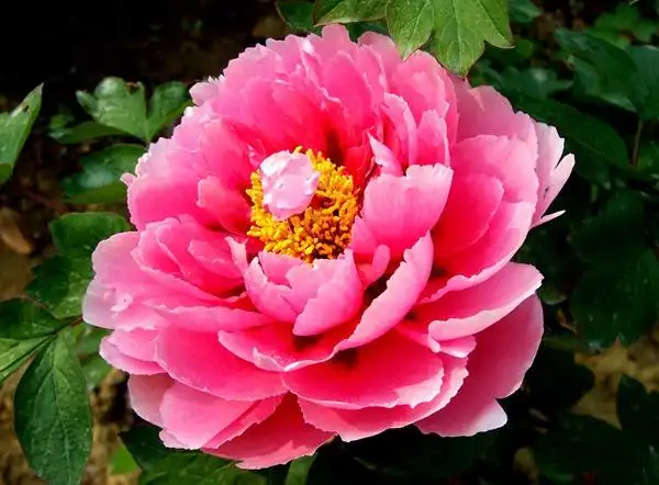 也有久负盛名的洛阳牡丹,菏泽牡丹,还有珍稀的甘肃牡丹,江浙牡丹,延安