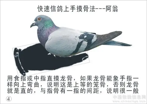 快速鸽鉴别图解