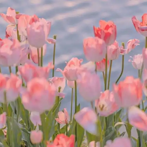 怦然心动一组粉色朋友圈背景图