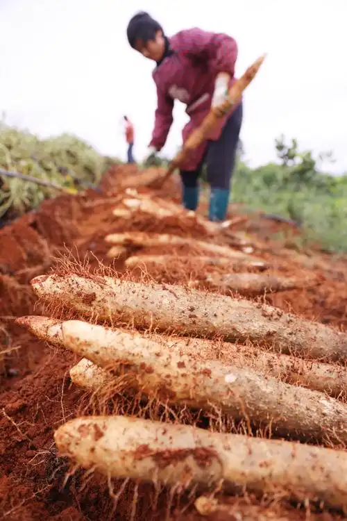 引导农民紧跟市场需求,充分利用山地资源优势,因地制宜种植发展淮山药